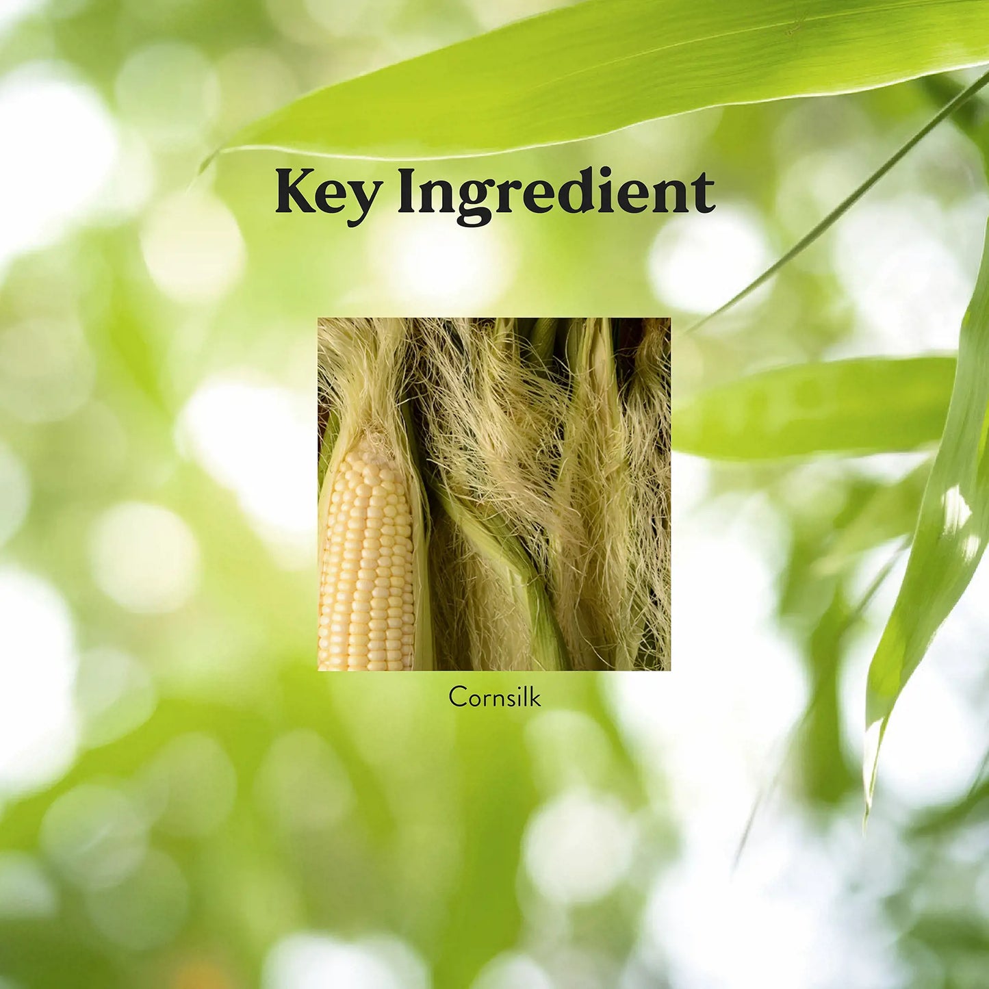 235_Cornsilk_Key-1920