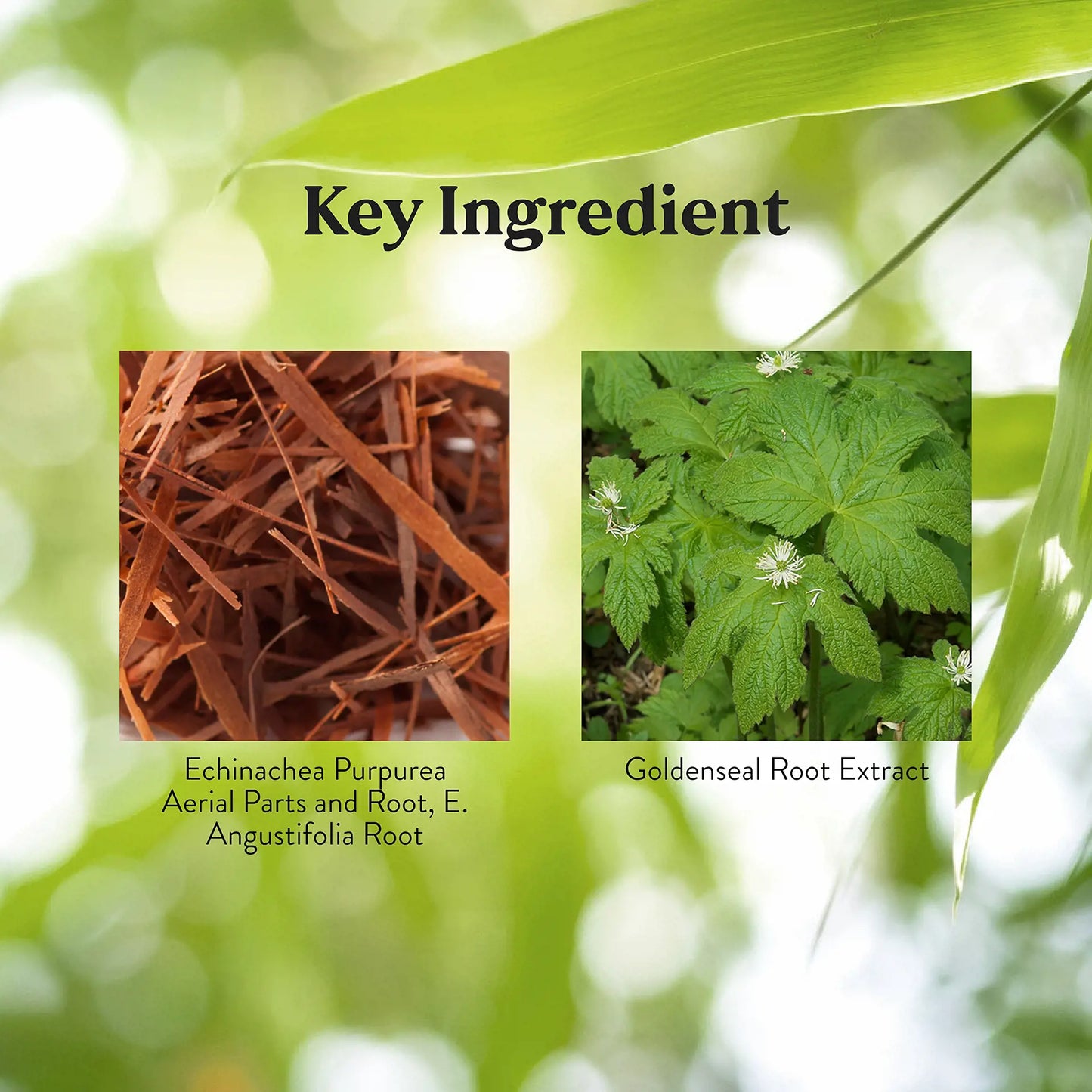 835_EchinaceaGoldenseal_Key-1920